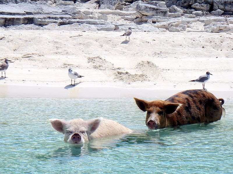 Discovering Pig Beach: A Unique Bahamian Treasure with Real Pigs